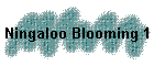 Ningaloo Blooming 1